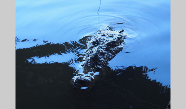 American crocodile (Crocodylus acutus) image courtesy of Lena Struwe (CC BY-NC 4.0)