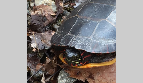 Eastern Painted Turtle image courtesy of Brianna Primiani (CC BY-NC 4.0)