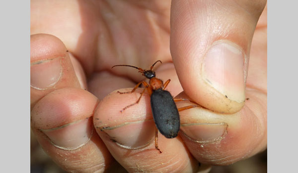 False Bombardier Beetle image courtesy of Cailin O'Connor Fitzpatrick (CC BY-NC 4.0)