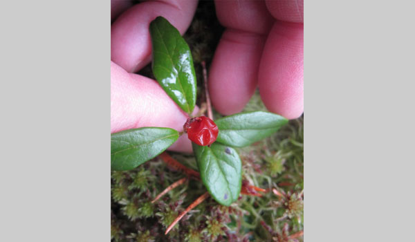 Lingonberry image courtesy of Lena Struwe (CC BY-NC 4.0)