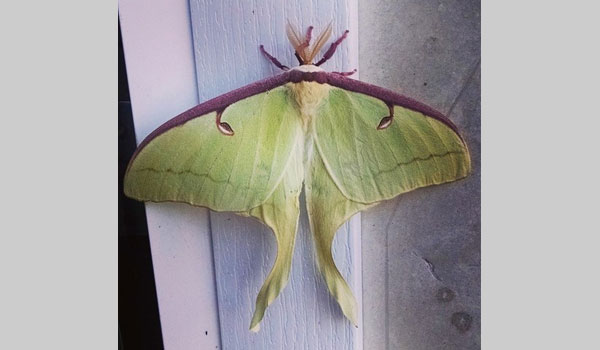 Luna Moth - image courtesy of Lauren Petrone (CC BY-NC 4.0)
