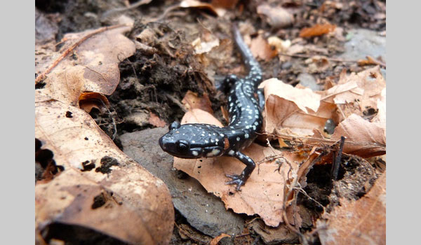Northern Slimy Salamander image courtesy of Nicholas Pollock(CC BY-NC 4.0)