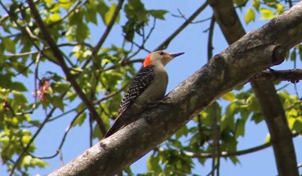 Red-bellied Woodpecker image courtesy of Susan Miller (CC BY-NC 4.0)