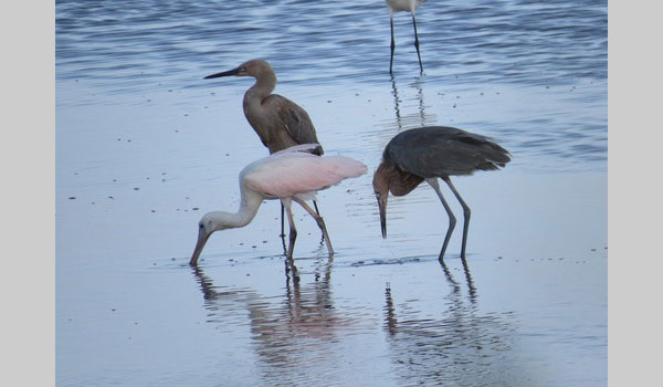 Roseate spoonbill and some other birds; (Platalea ajaja)image courtesy of Michael Gochfield (CC BY-NC 4.0)