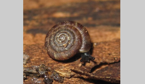 Rounded Snail image courtesy of Kurtis Himmler (CC BY-NC 4.0)
