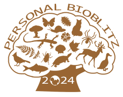 2024 Bioblitz logo, courtesy of Clayton Leadbetter