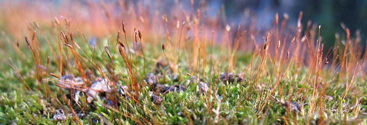 Photo: hutcheson moss. Image courtesy of Lena Struwe CC.
