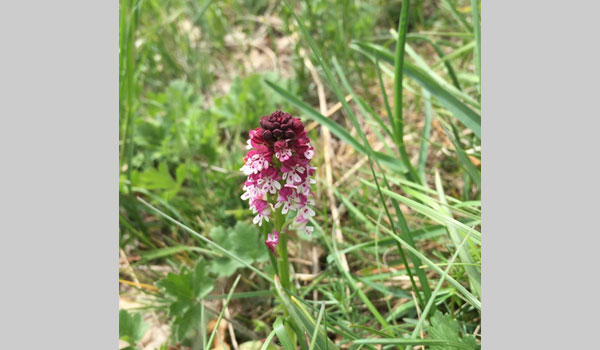 Burnt-tip Orchid image courtesy of Jason R Grant(CC BY-NC 4.0)