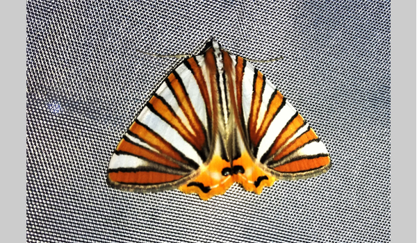 Pityeja histrionaria moth Costa Rica CC BY NC Eva Hedstrom