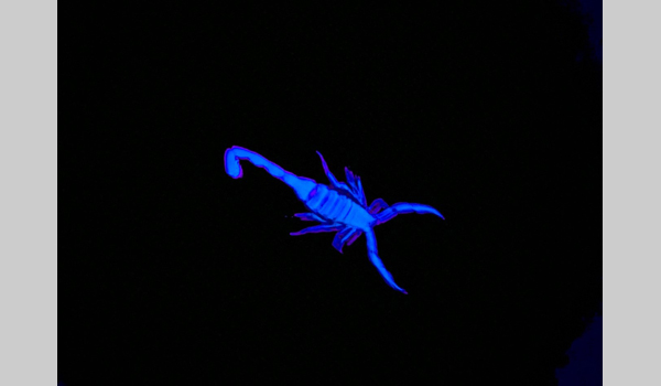 UV fluorescing scorpion Costa Rica CC BY NC Eva Hedstrom