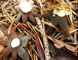 Earth Star Fungus.