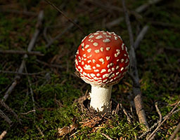 Fly agaric Ammonita.