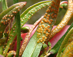 Spring Beauty Rust Fungi.