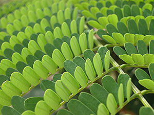 Bean Tree Leaves.