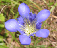 Pine barren gentian.