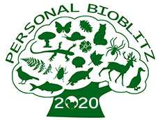 Bioblitz 2020 logo, courtesy of Clayton Leadbetter