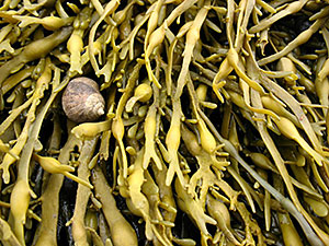 Photo: rockweed algae, image courtesy of Lena Struwe CC.