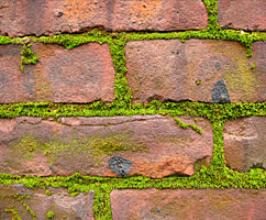 Moss on a brick wall.