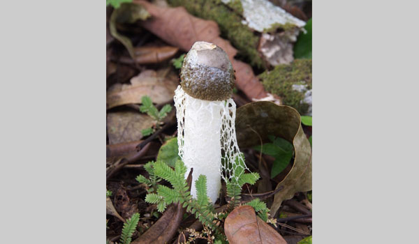 Bridal veil stinkhorn cc Lena Struwe