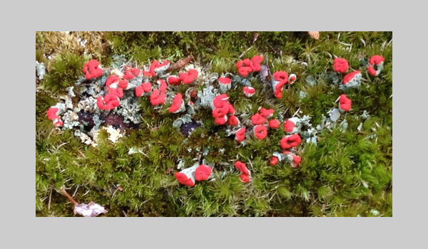 British Soldier Lichen cc Dorothy Smullen