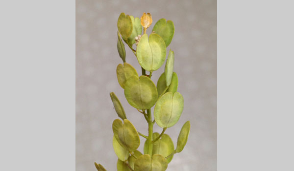 Field Penny cress cc Natalie Lemanski
