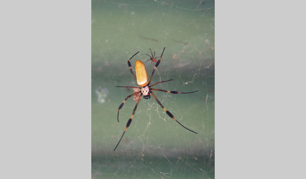 Golden Silk Orb weaver cc Lena Struwe
