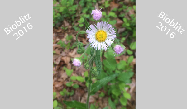 Philadelphia fleabane cc Jason Hafstad