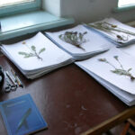 Plant Specimens in Herbarium