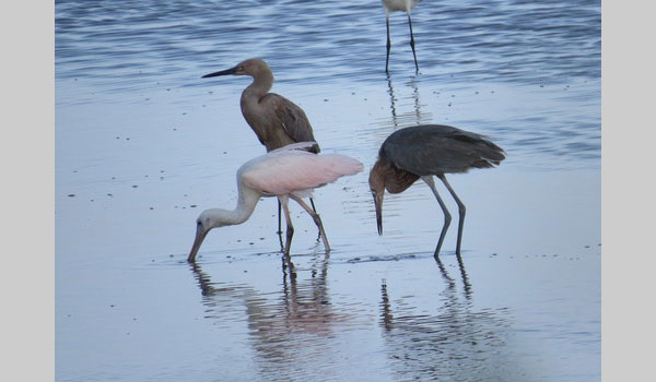 Roseate Spoonbill cc Michael Gochfeld