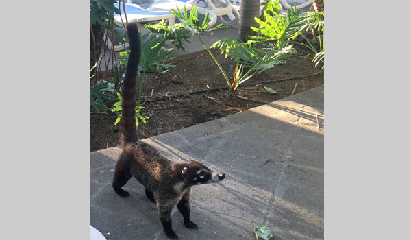 White nosed Coati cc Julia Boldyreva